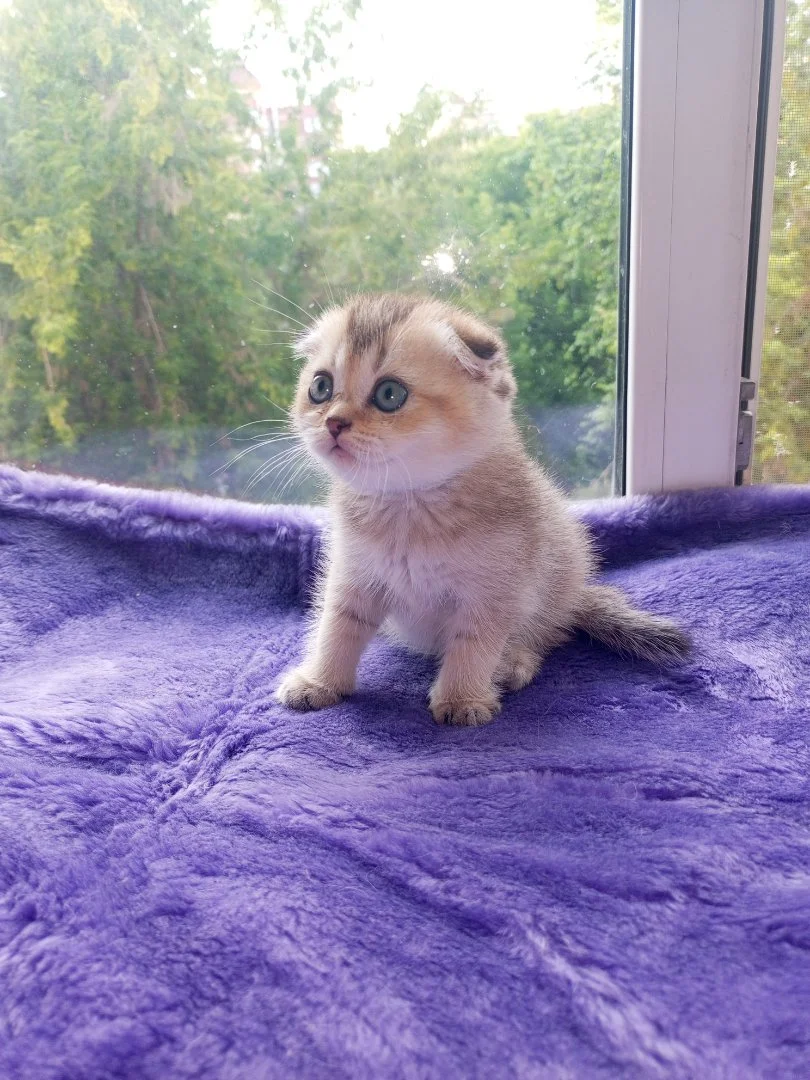Шотландские котята - миниатюра 6