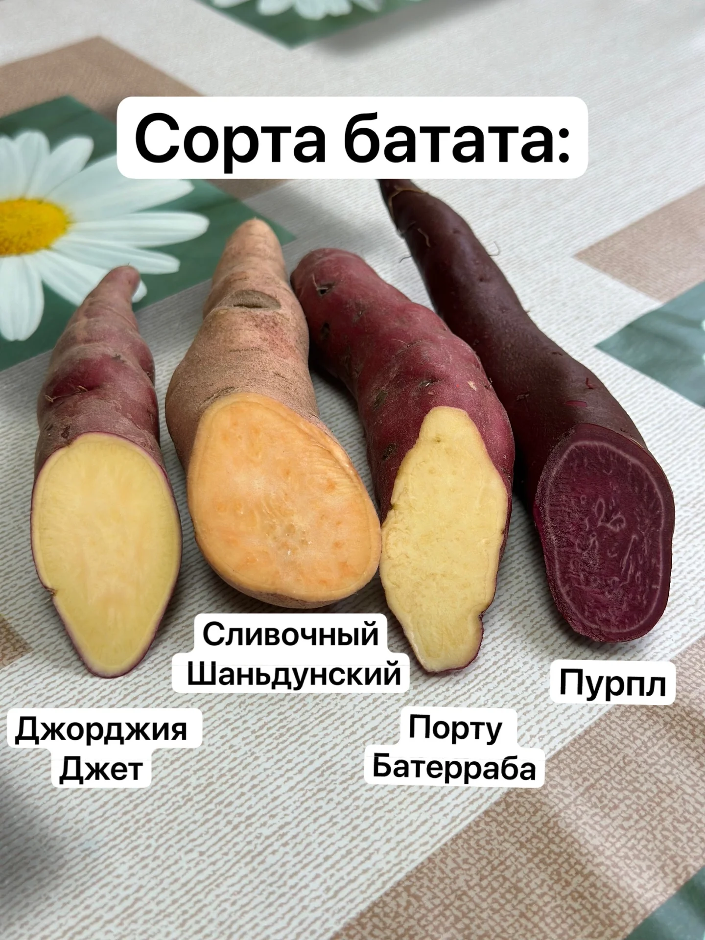 Рассада батата - миниатюра 6