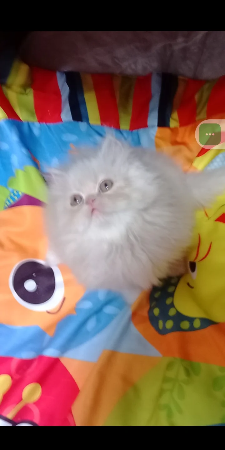 Перс экстримал котенок - миниатюра 2