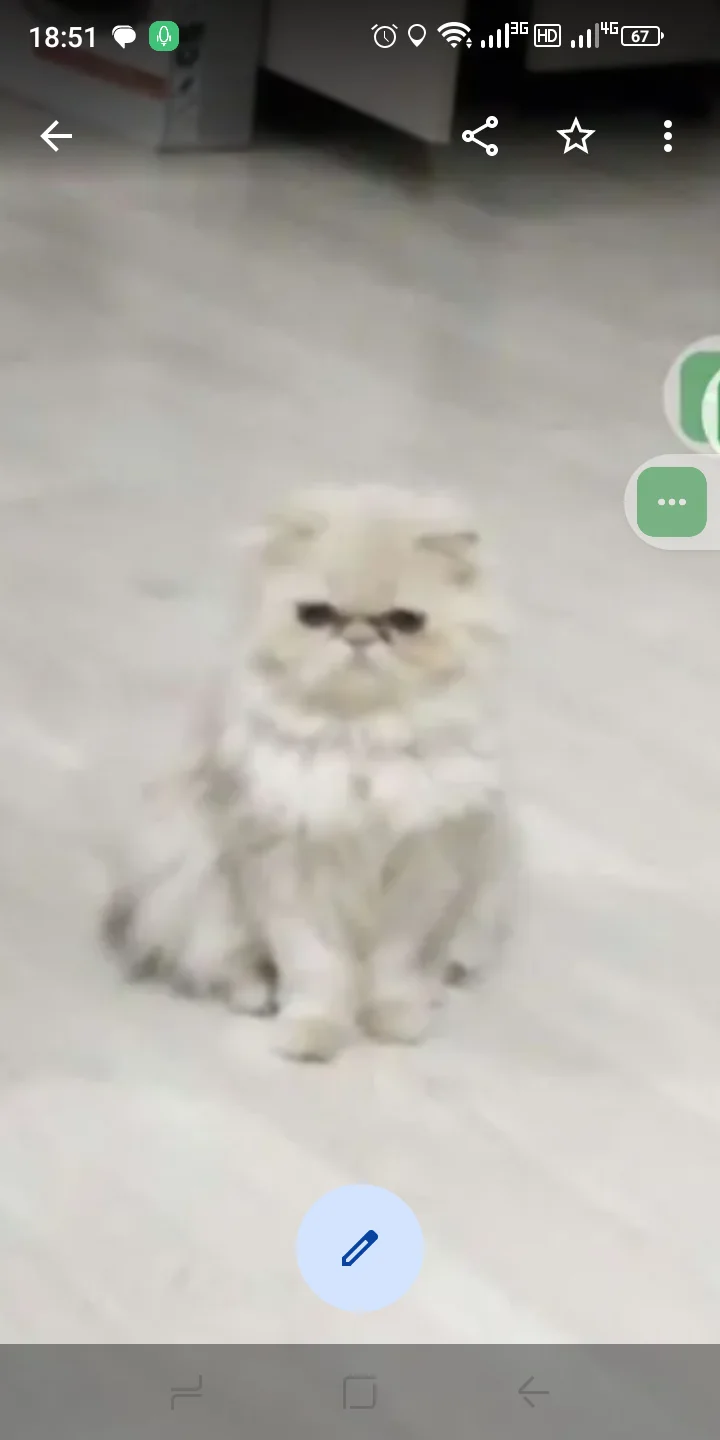 Перс экстримал котенок - миниатюра 5
