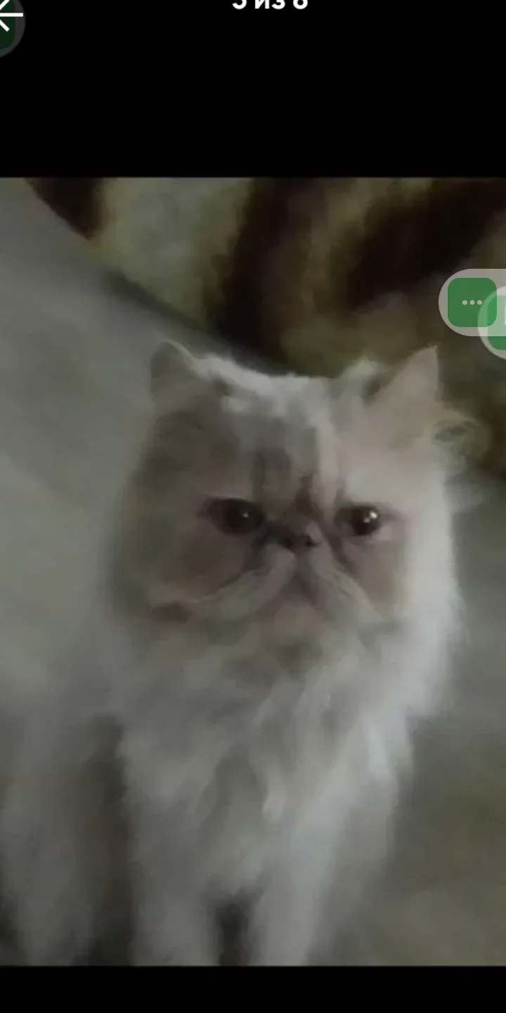 Перс экстримал котенок - миниатюра 6
