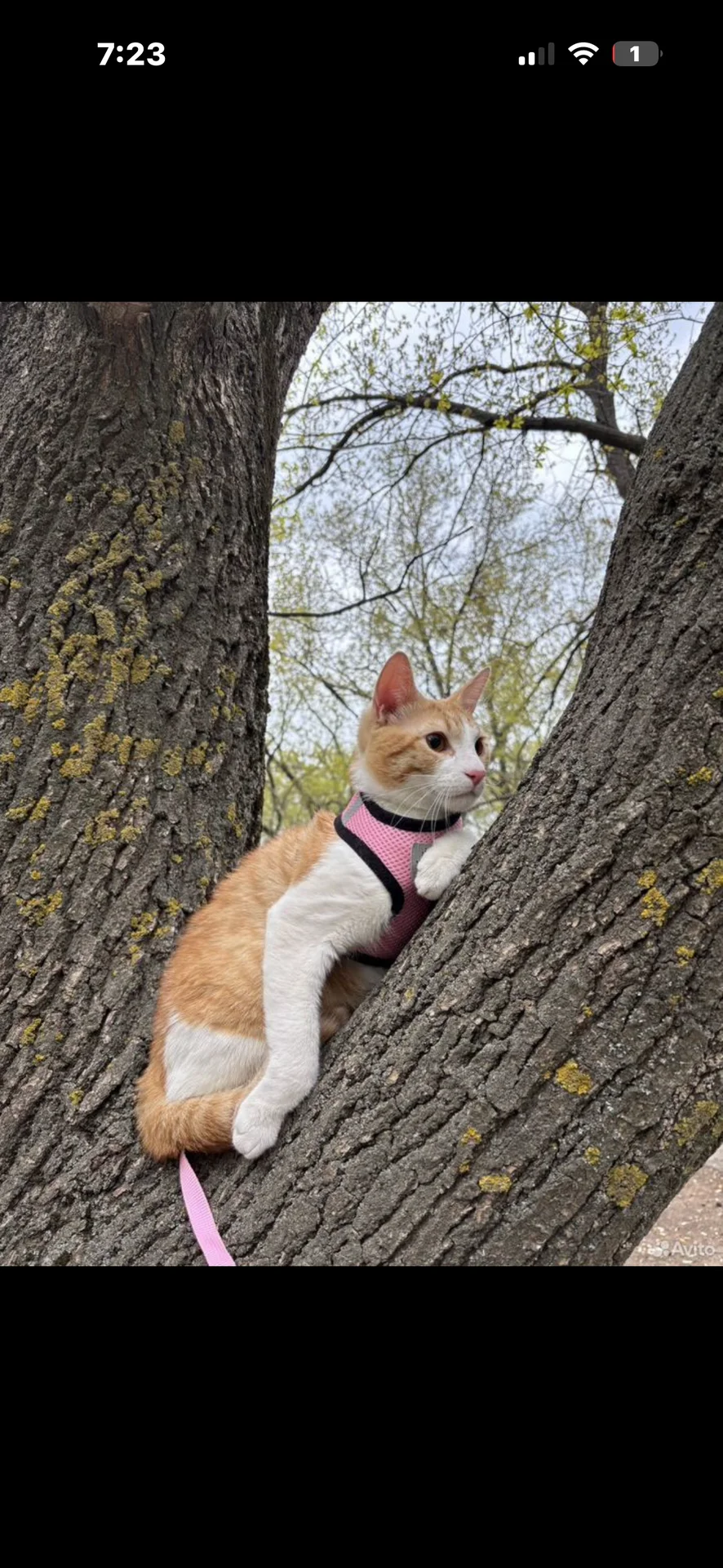 котик в добрые руки - изображение 1