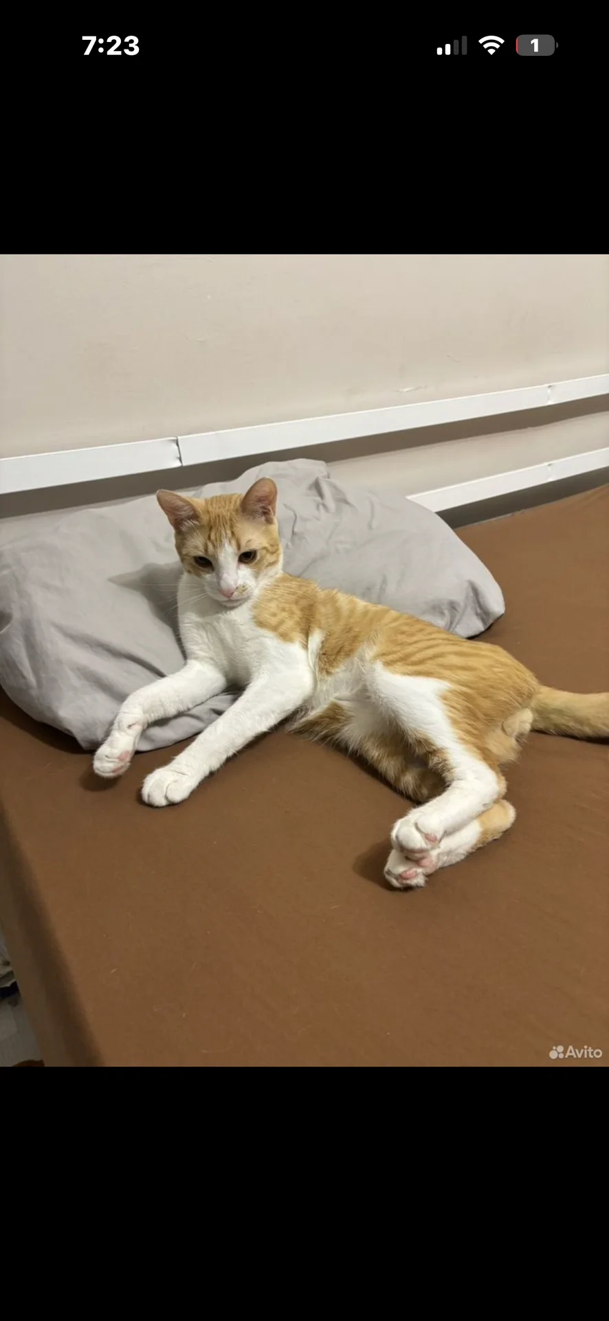 котик в добрые руки - миниатюра 3