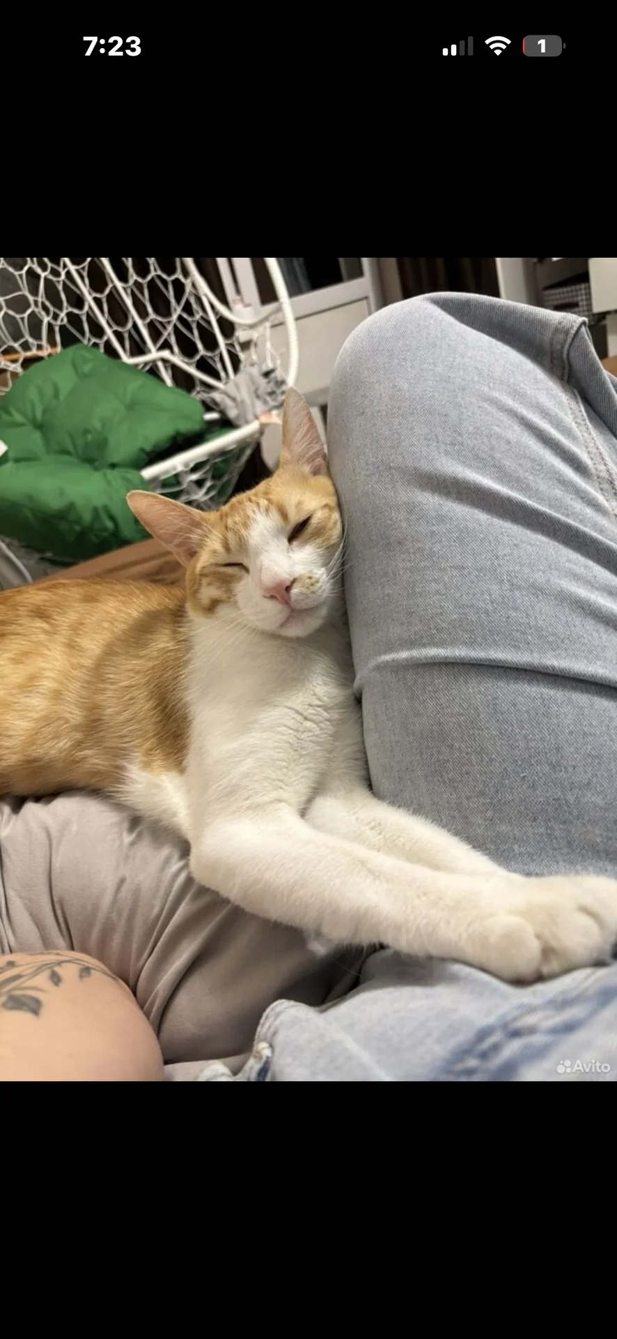 котик в добрые руки - миниатюра 4