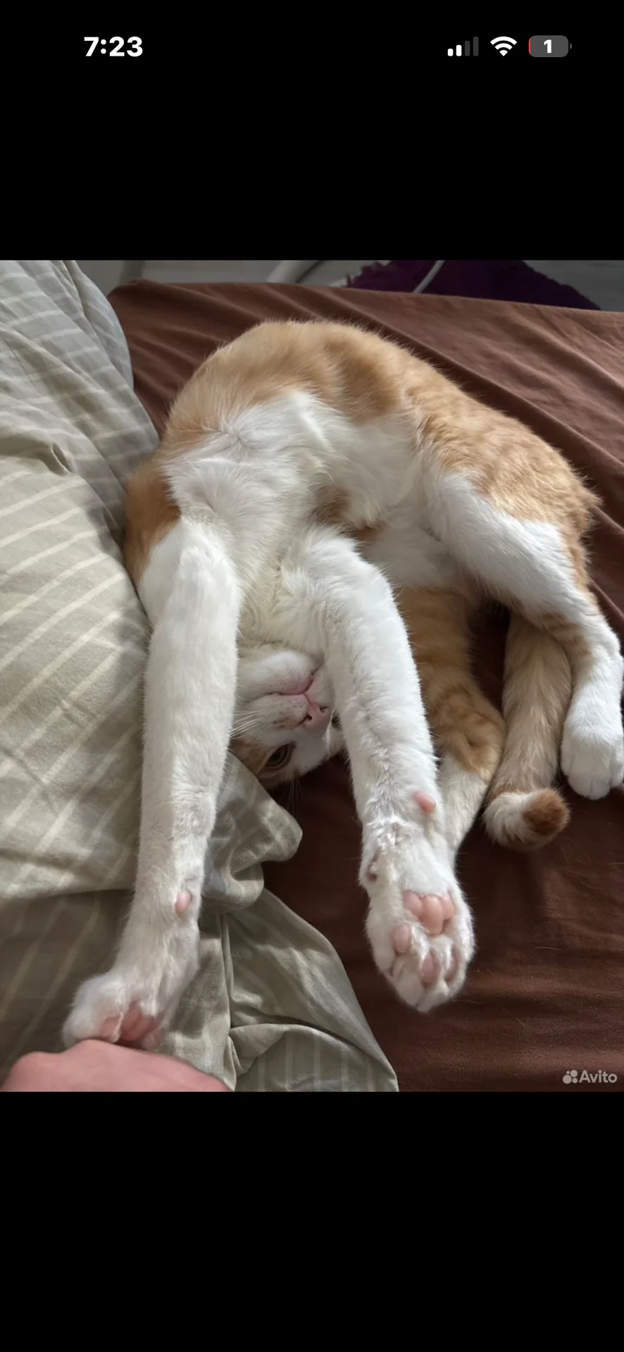 котик в добрые руки - миниатюра 5