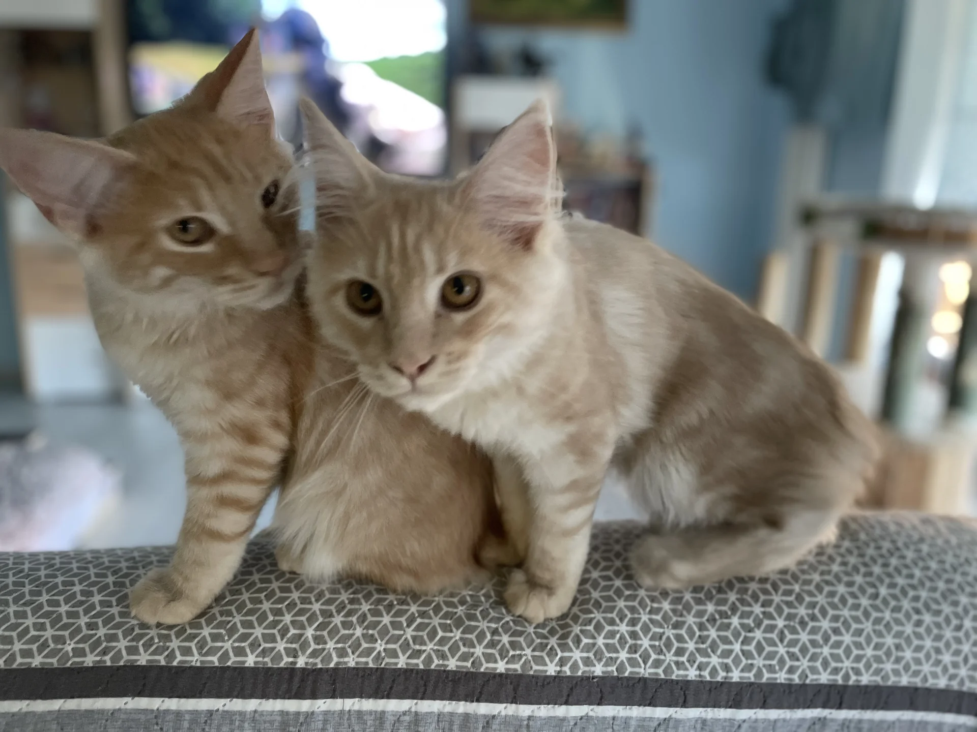 котята - миниатюра 2