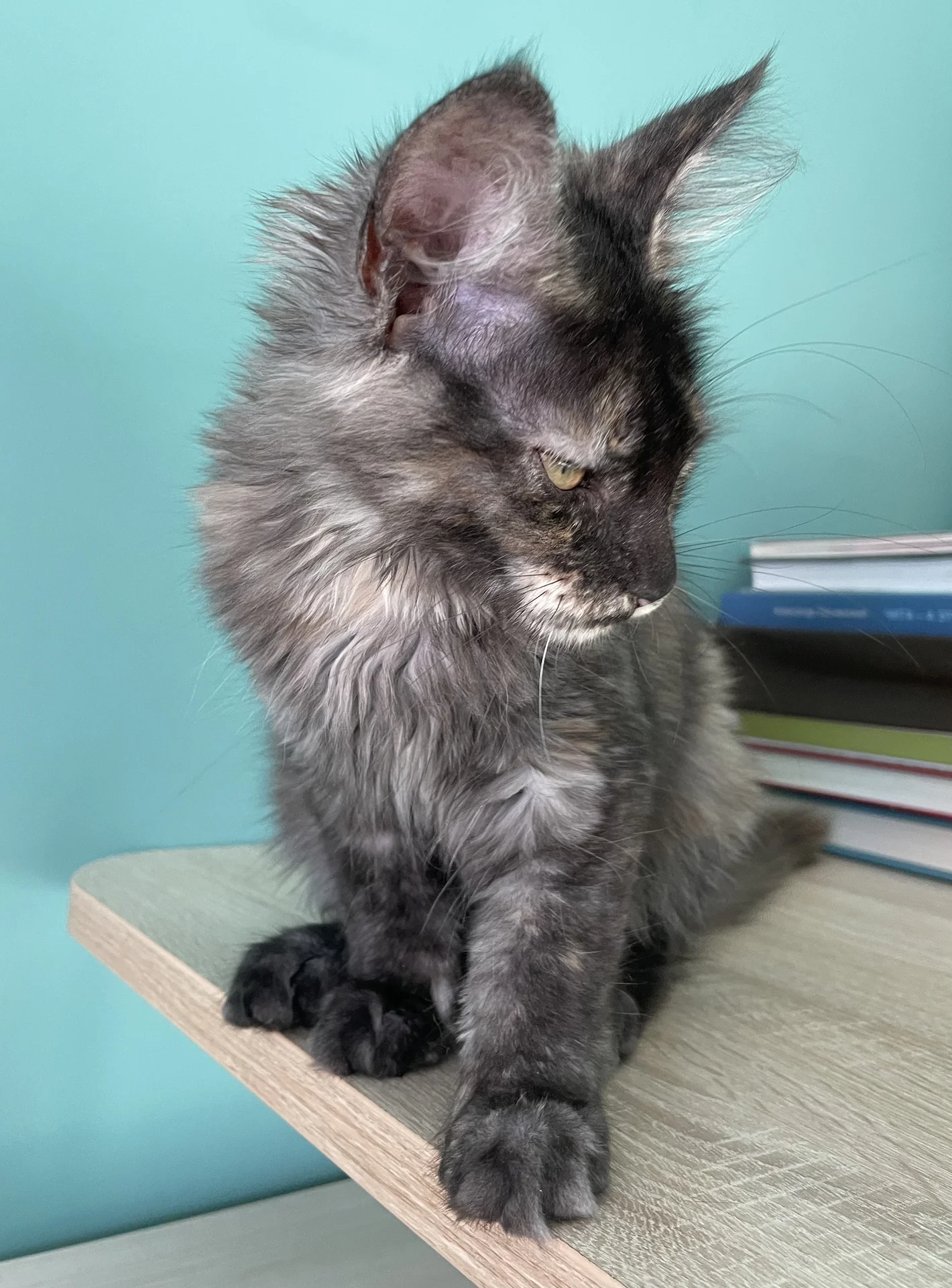 котята - миниатюра 4