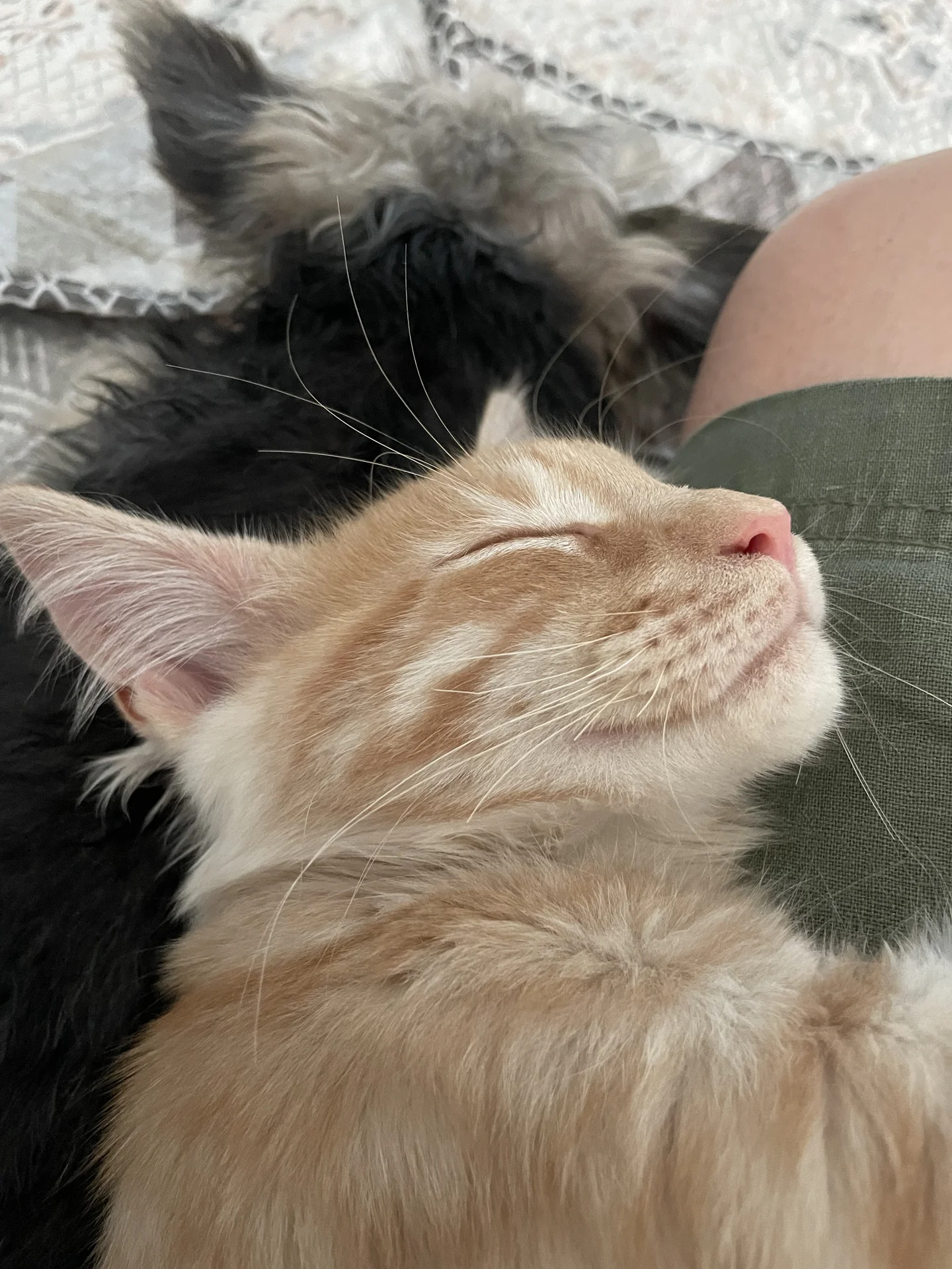 котята - миниатюра 6