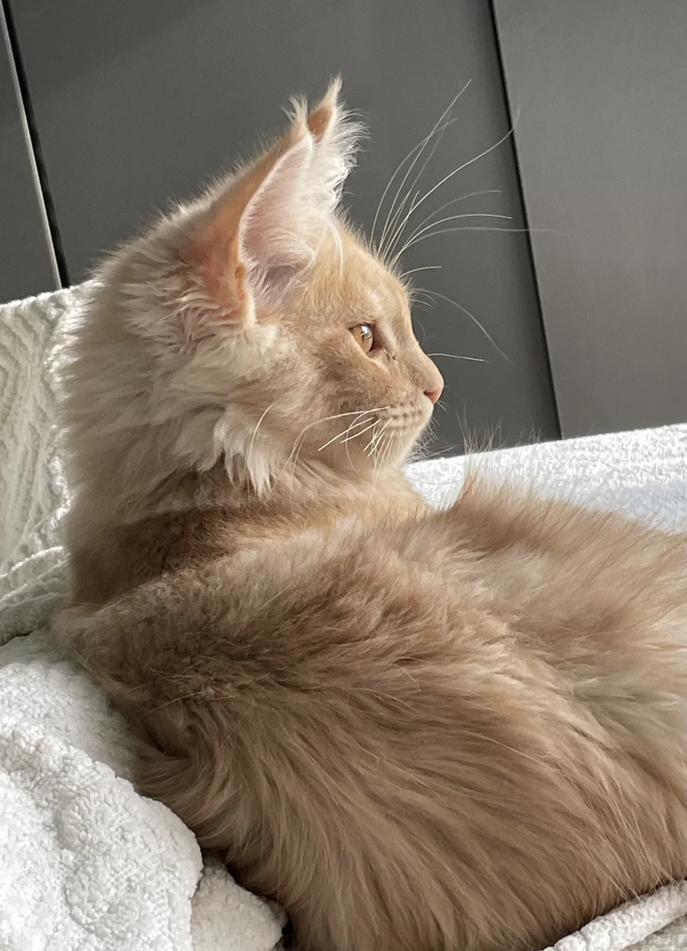 котята - миниатюра 7