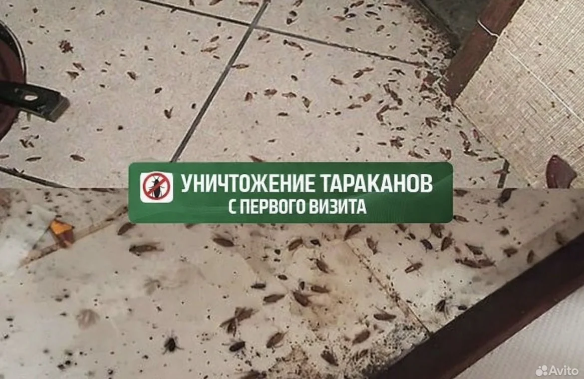 Уничтожение клопов,тараканов,блох,плесени - миниатюра 5