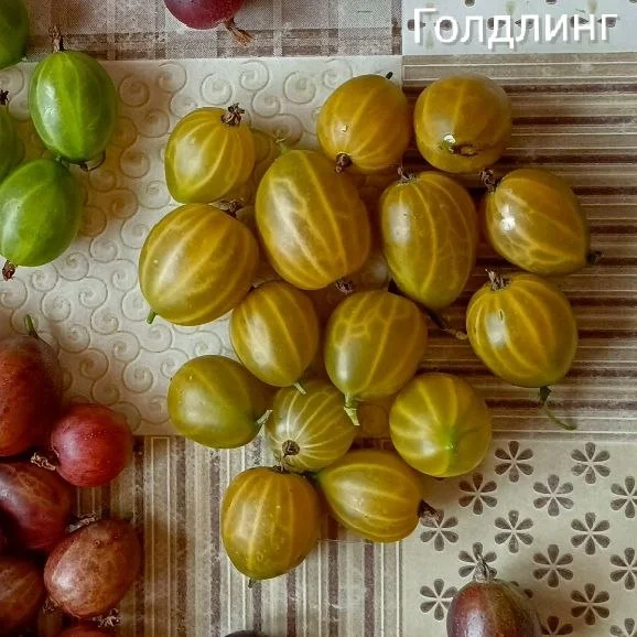 Саженцы крыжовника - миниатюра 11