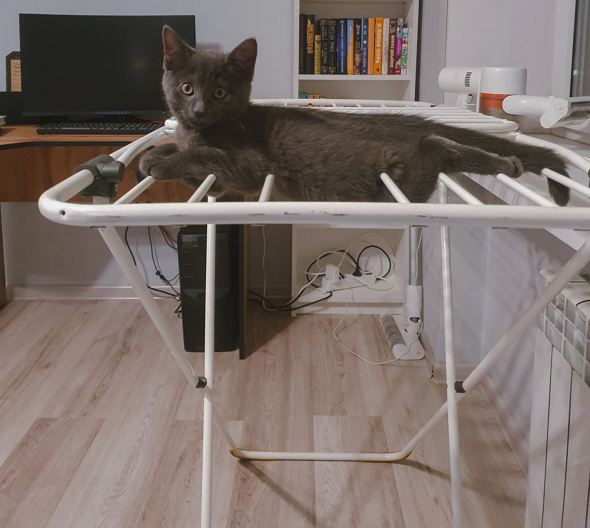 Котята в добрые руки - миниатюра 4