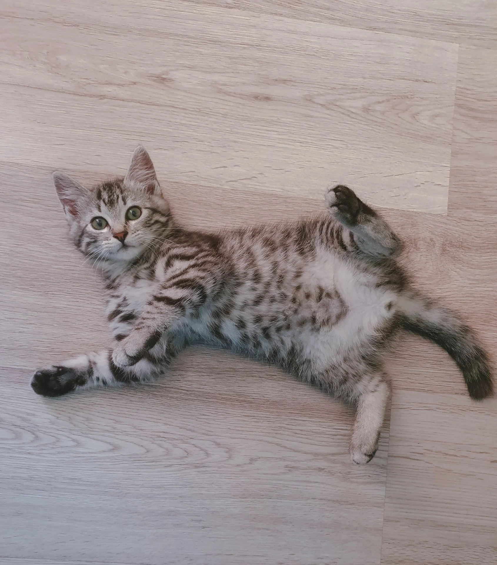 Котята в добрые руки - миниатюра 5