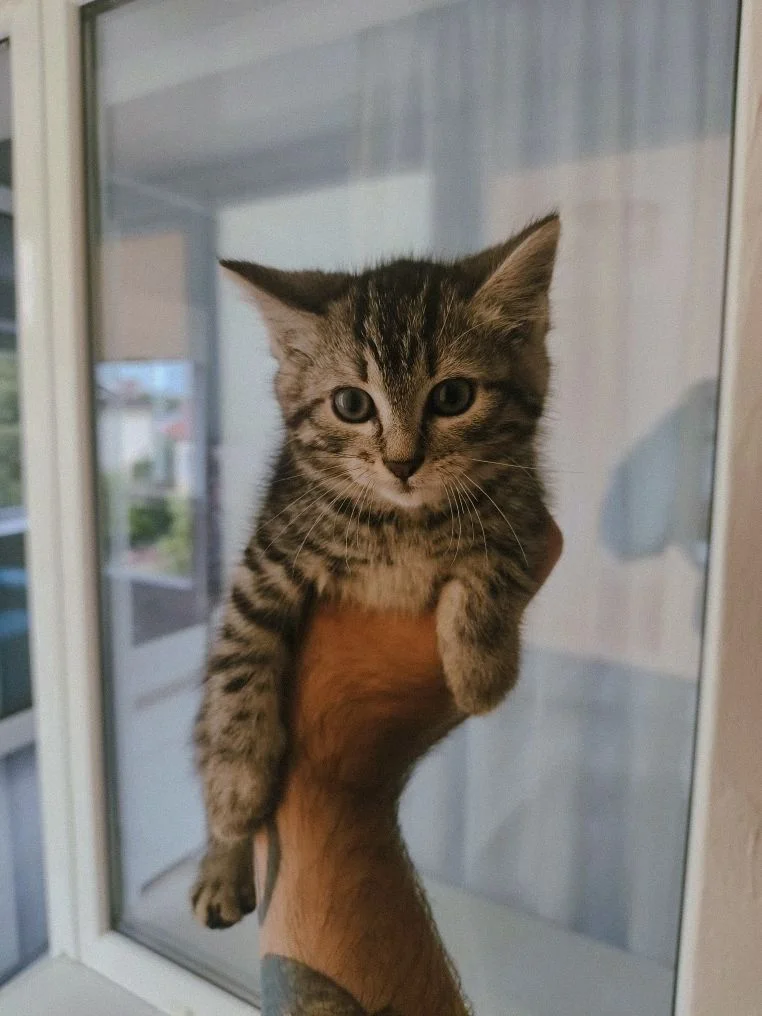 Котята в добрые руки - миниатюра 7