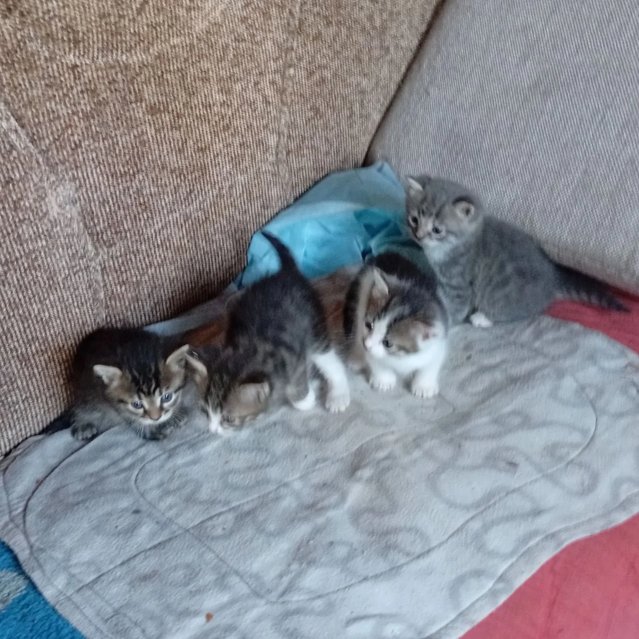 котенок в добрые руки - миниатюра 3