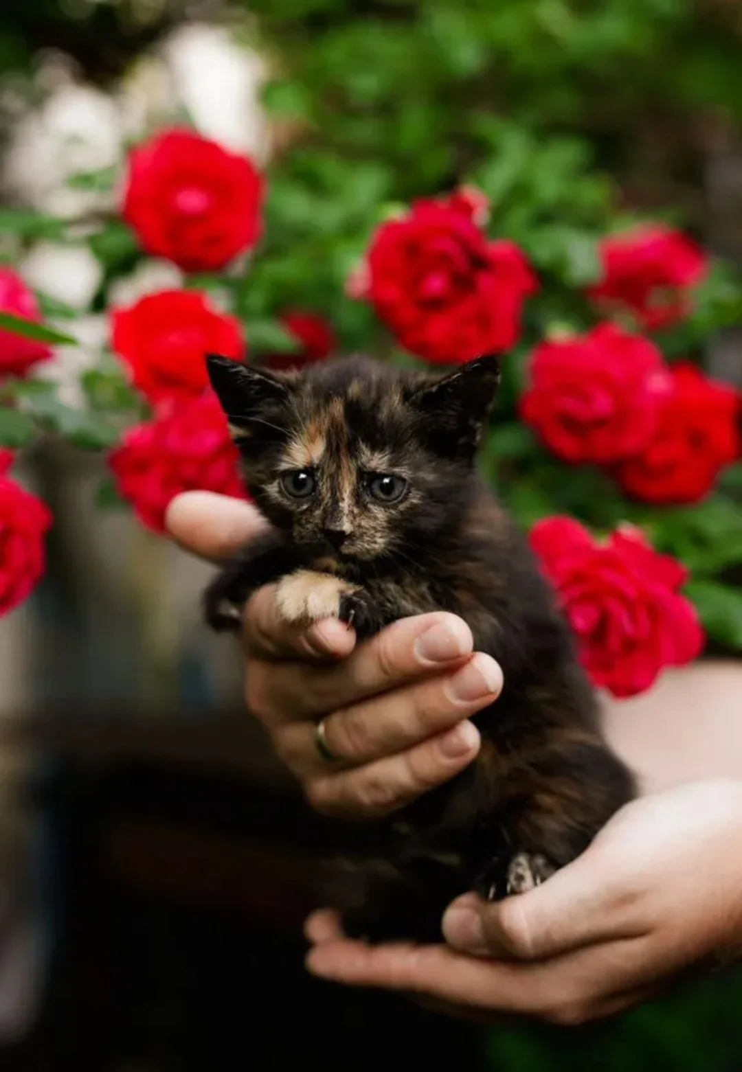 котята в добрые руки - изображение 1