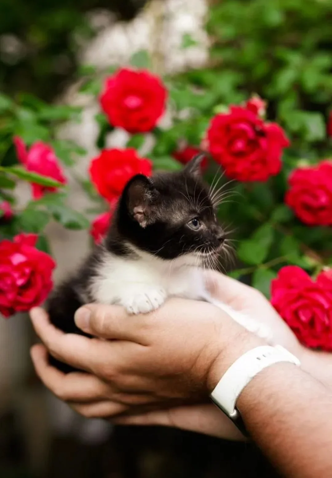 котята в добрые руки - миниатюра 3