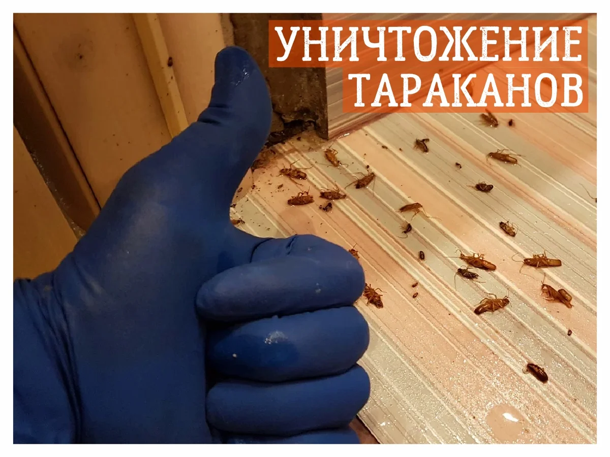 Уничтожение тараканов клопов насекомых дезинфекция - миниатюра 3