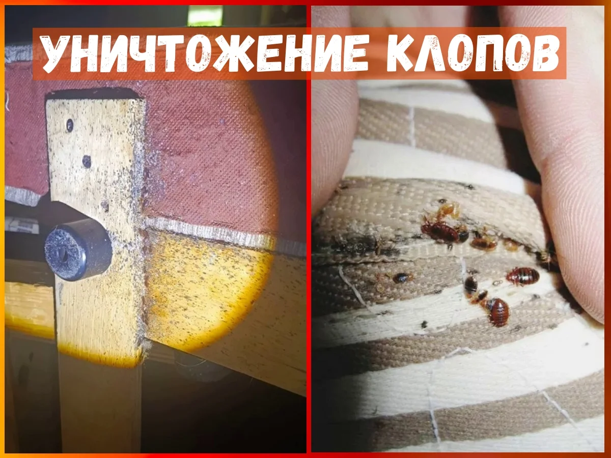 Уничтожение тараканов клопов насекомых дезинфекция - миниатюра 4