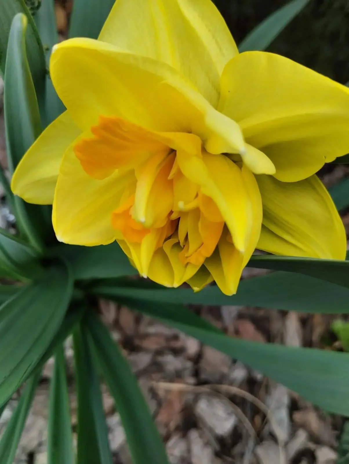 луковицы нарциссов - миниатюра 14