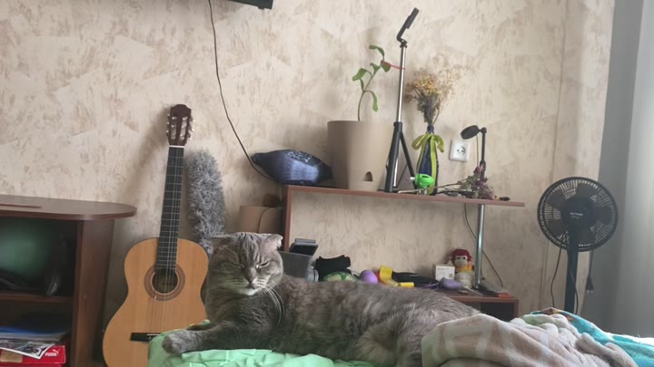 Шотландская вислоухая передержка - видео 2