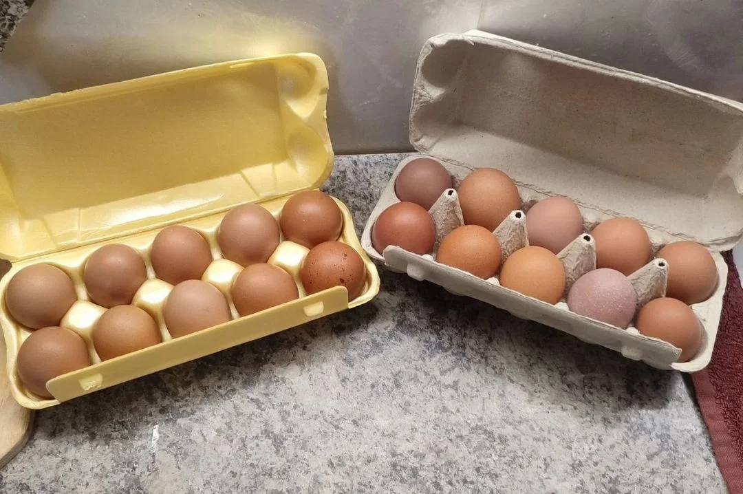 Домашние куриные яйца