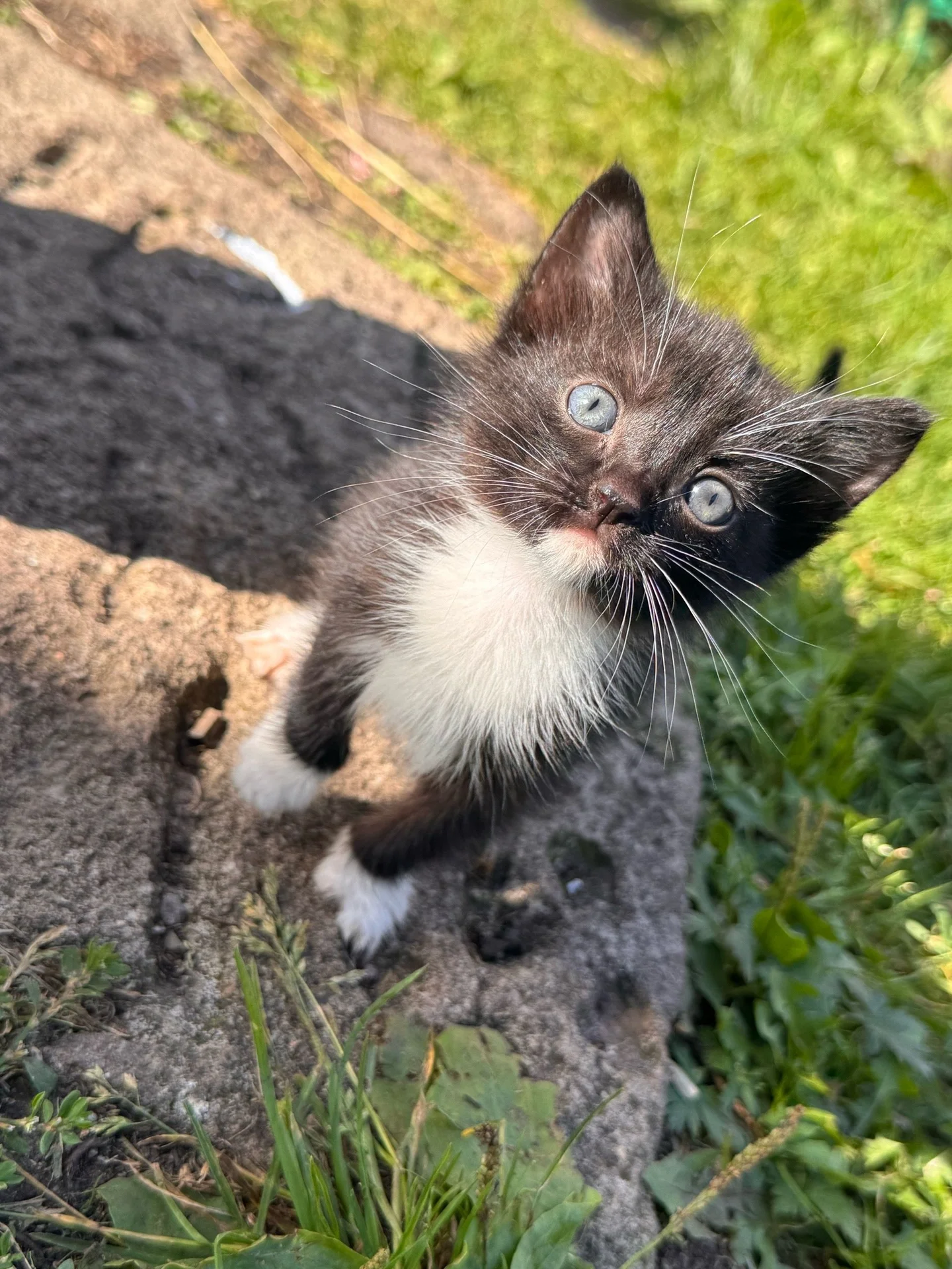 котёнок в добрые руки - миниатюра 2