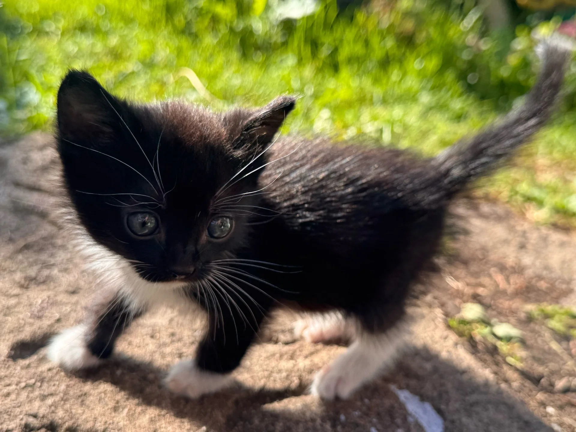 котёнок в добрые руки - миниатюра 3