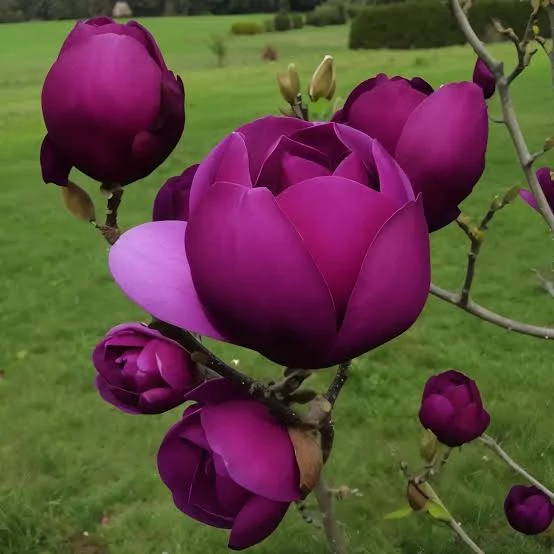 Магнолия Блек Тулип ‘Black Tulip’ - изображение 1