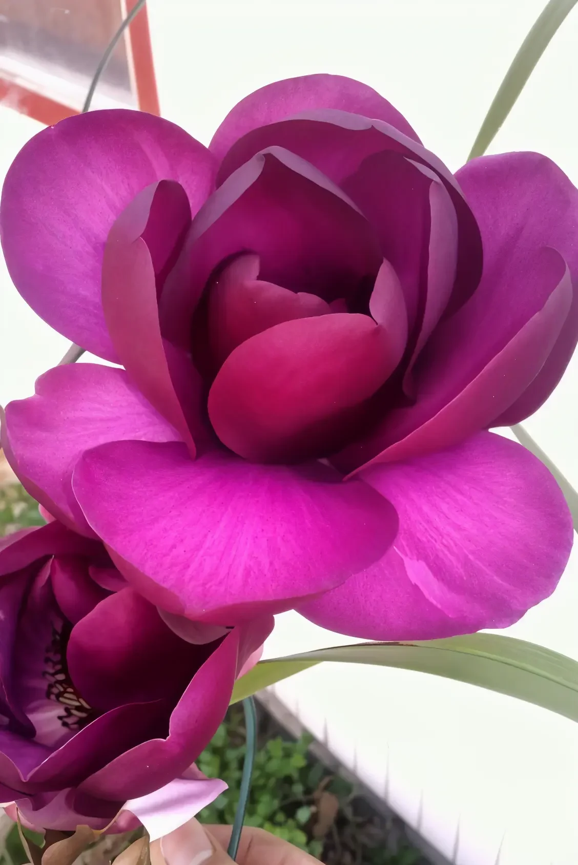 Магнолия Блек Тулип ‘Black Tulip’ - миниатюра 4