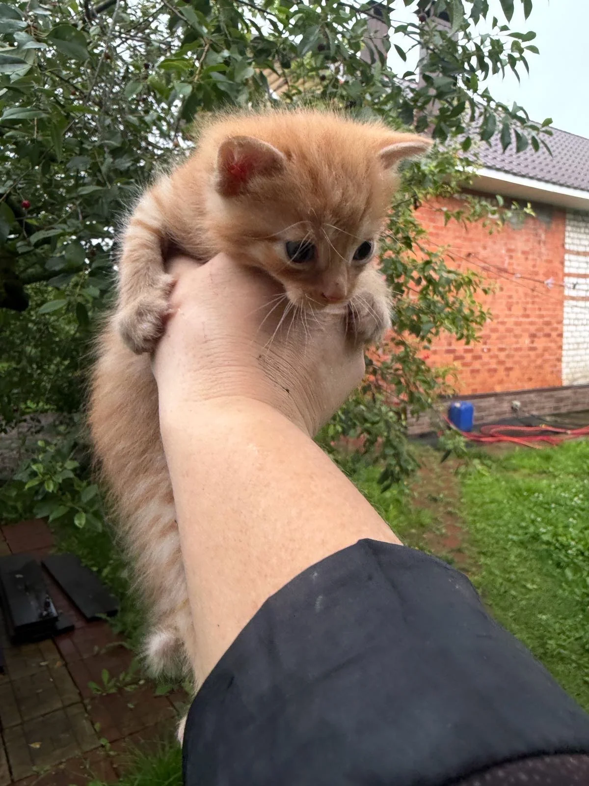котенок в добрые руки - изображение 1