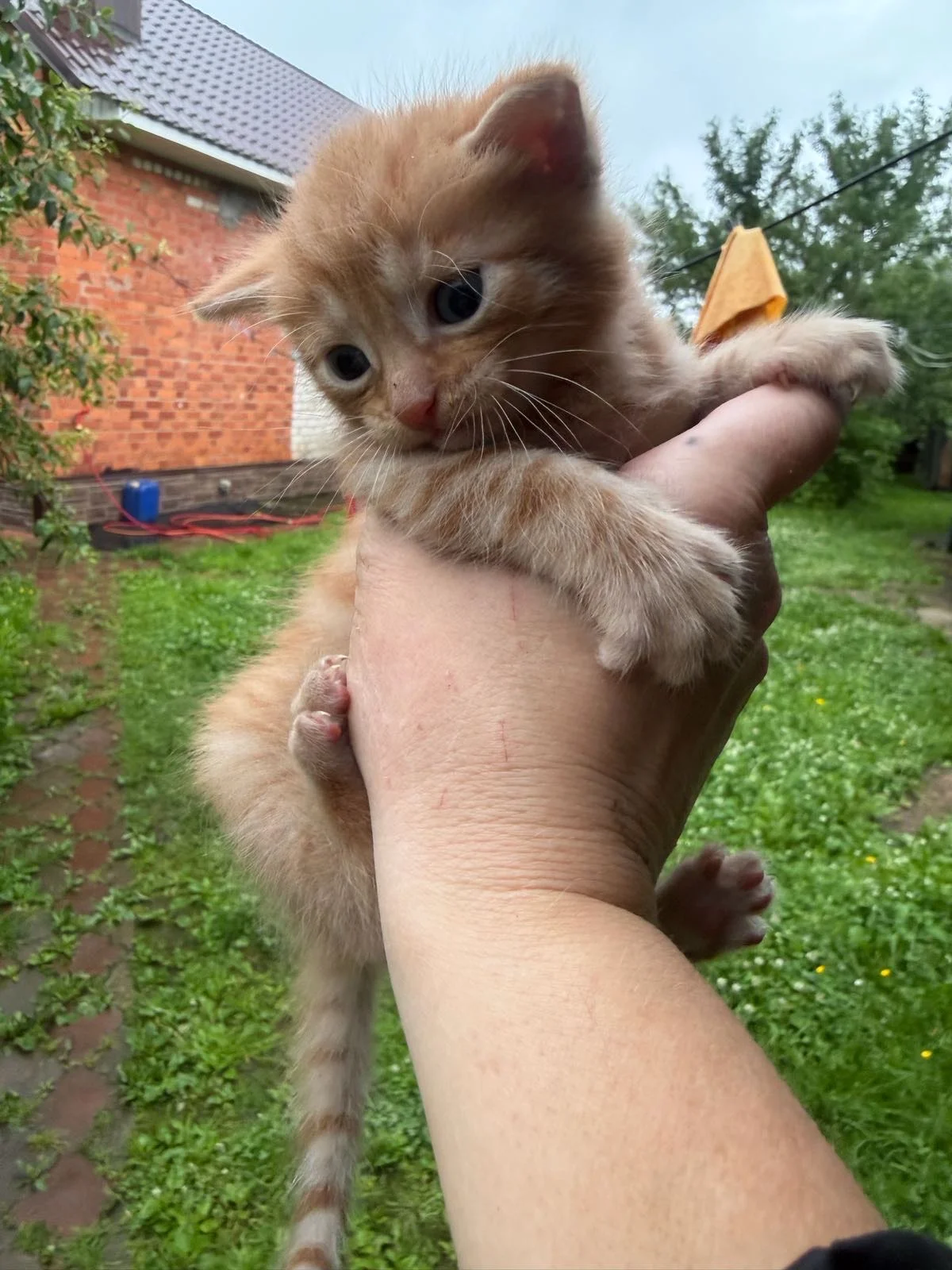 котенок в добрые руки - миниатюра 2