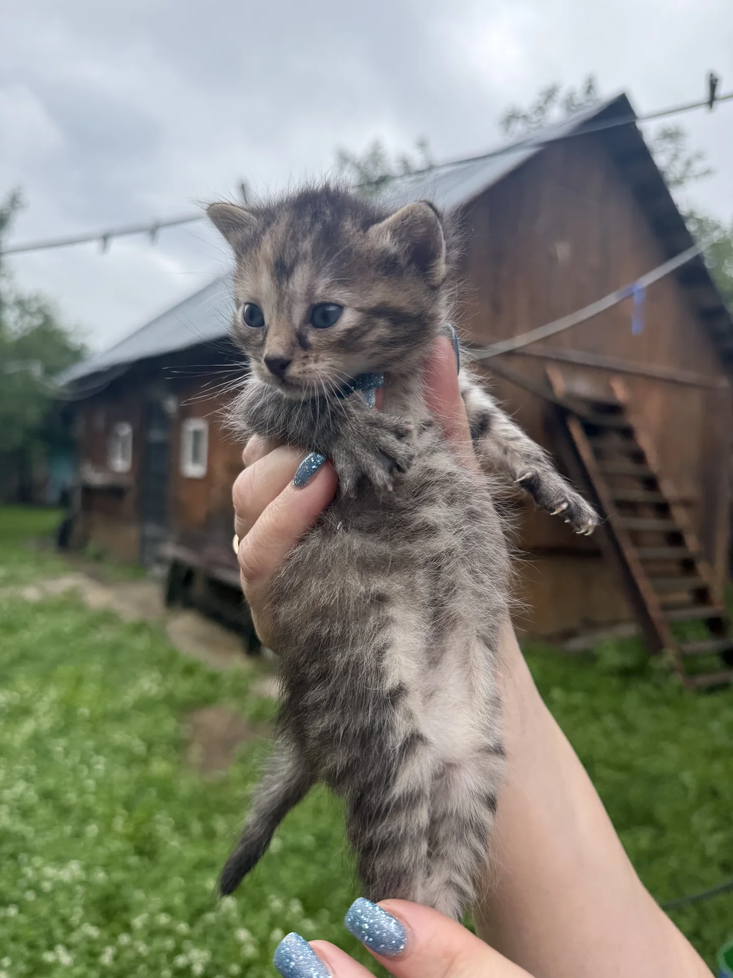 котенок в добрые руки - изображение 1