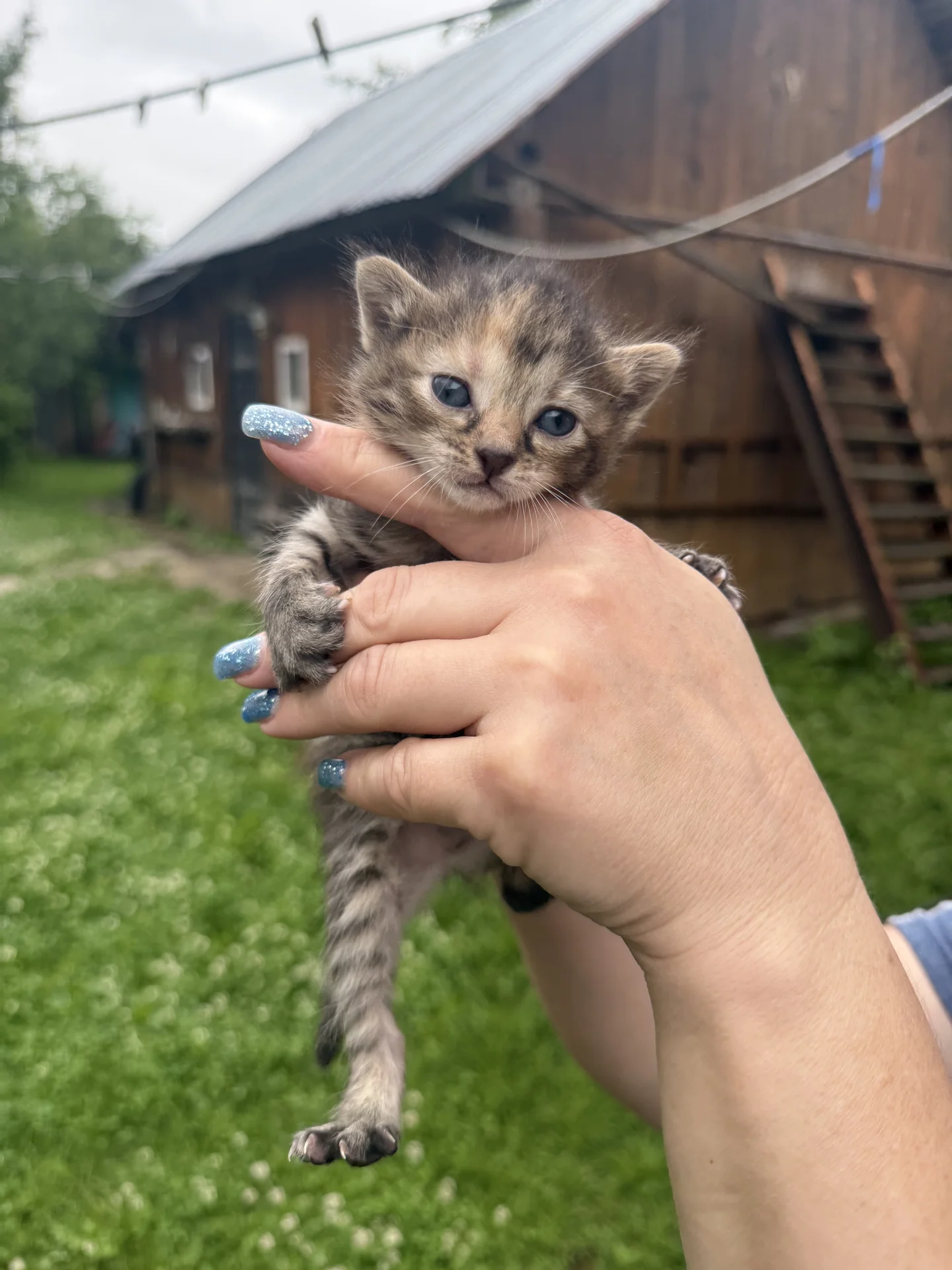 котенок в добрые руки - миниатюра 2
