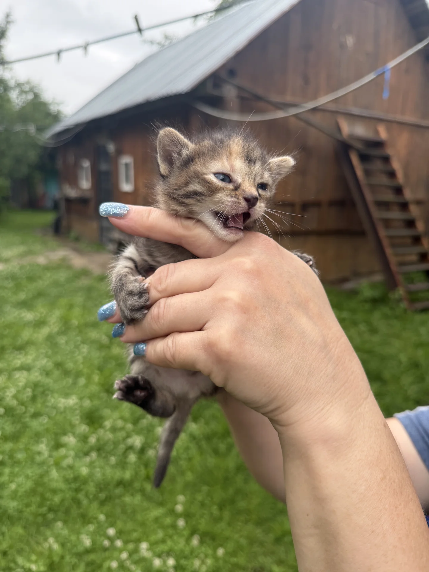 котенок в добрые руки - миниатюра 3