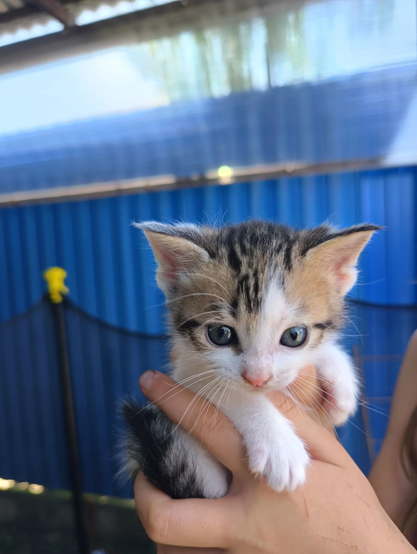 Котята - миниатюра 3