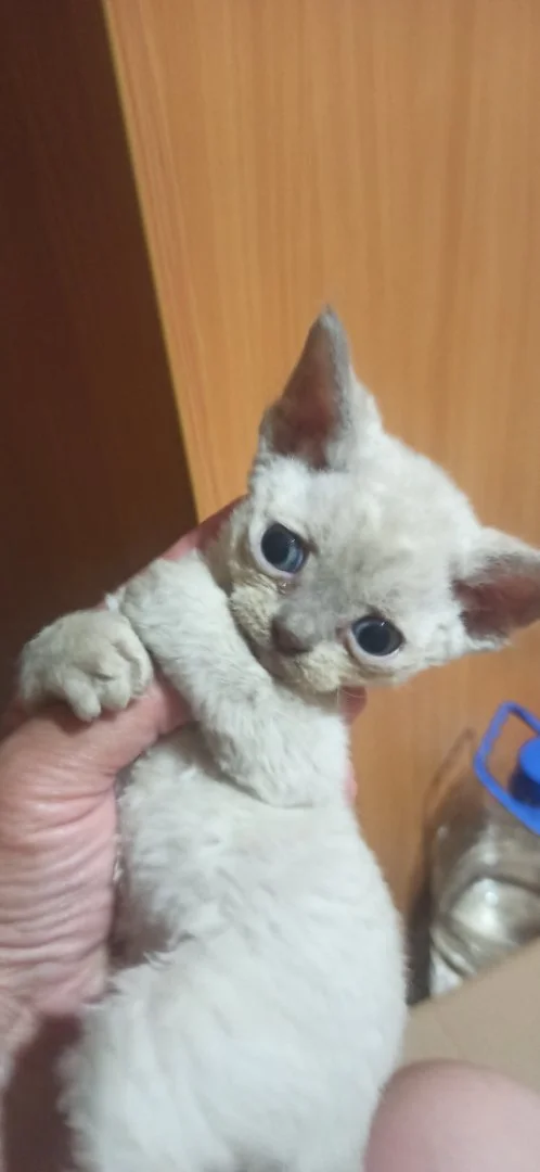 Котенок девон Рекс. - миниатюра 5