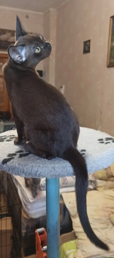 Котёнок бурмы. - миниатюра 6