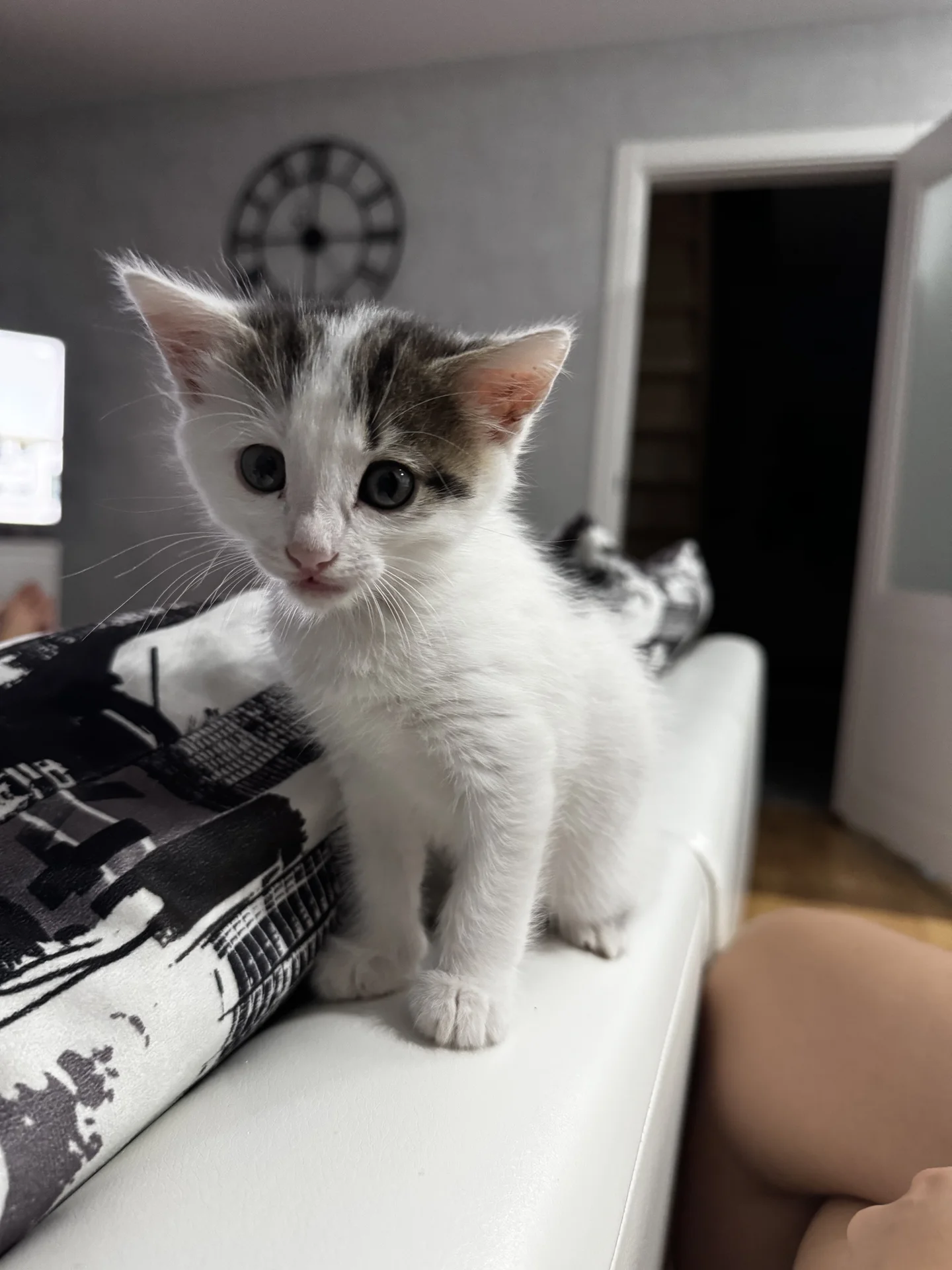 Отдам котенка в хорошие руки - изображение 1