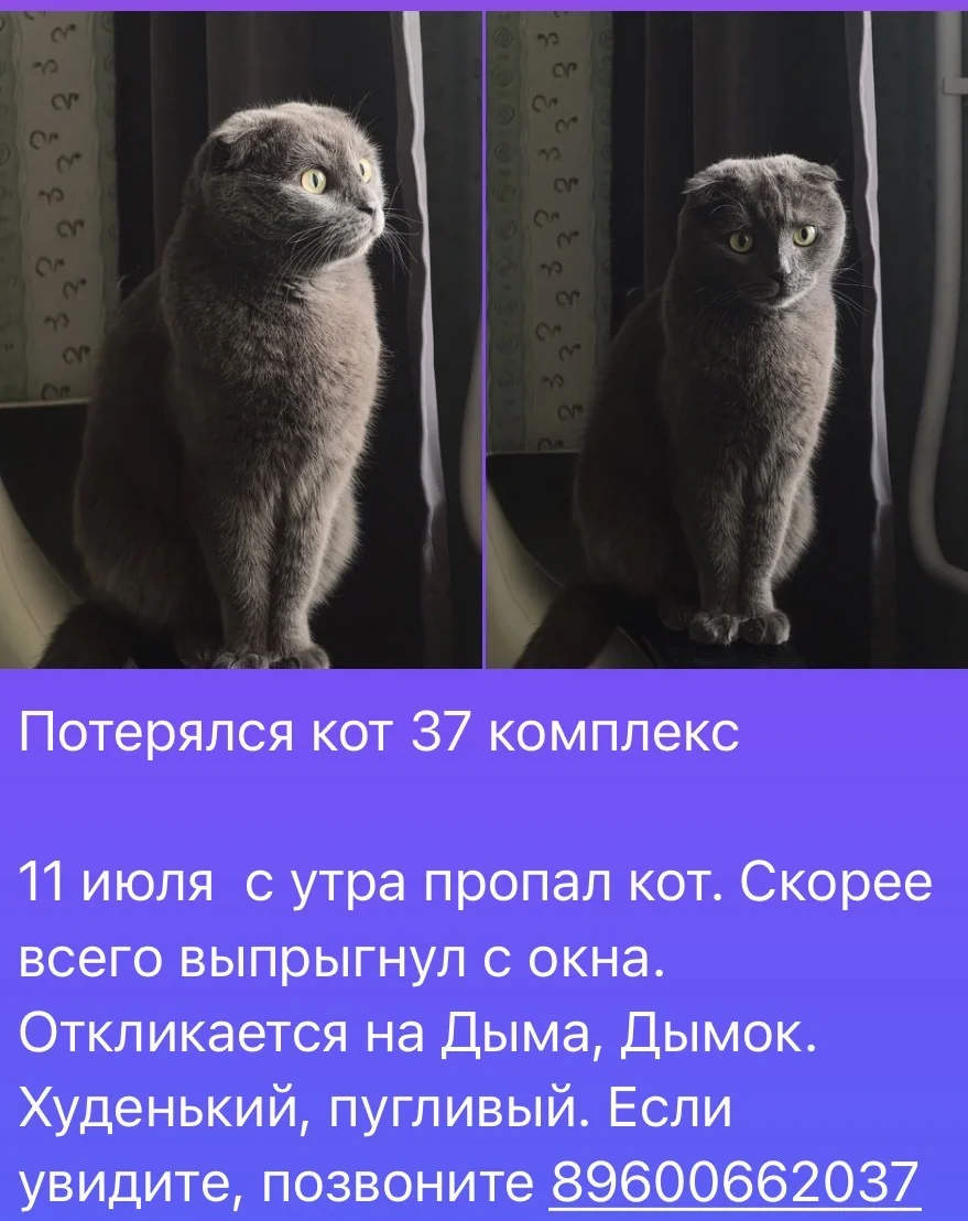 потерялся кот Дыма - миниатюра 6