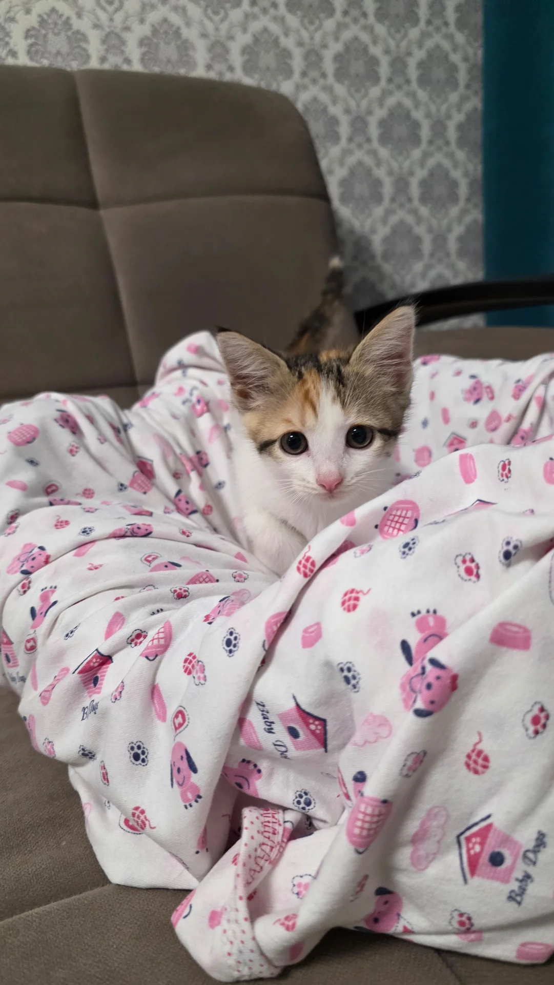 кошечка 2 мес - изображение 1