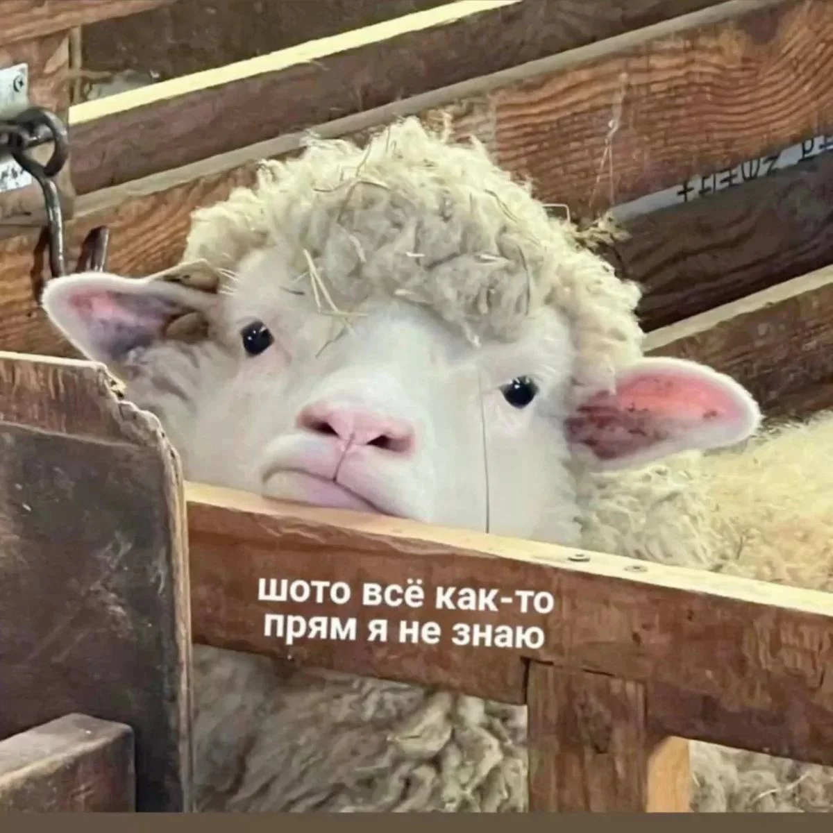 ВНЖ, оформление гражданства - изображение 1