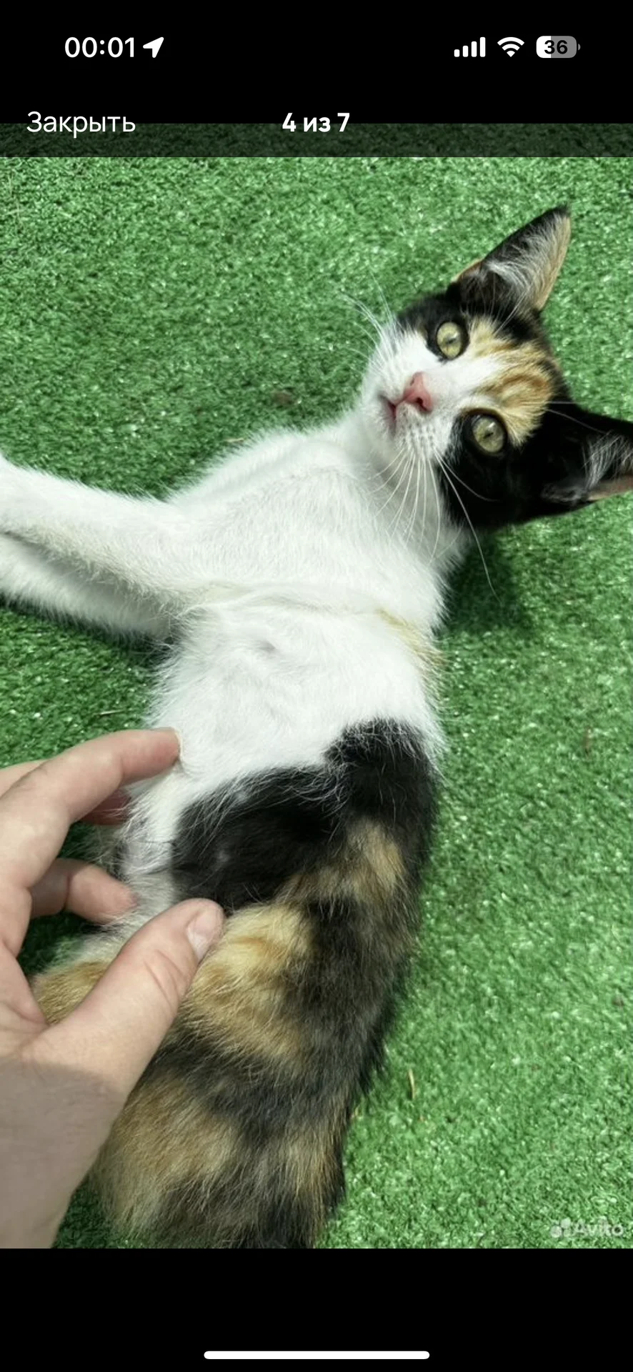трехцветная кошечка бесплатно котенок - миниатюра 4