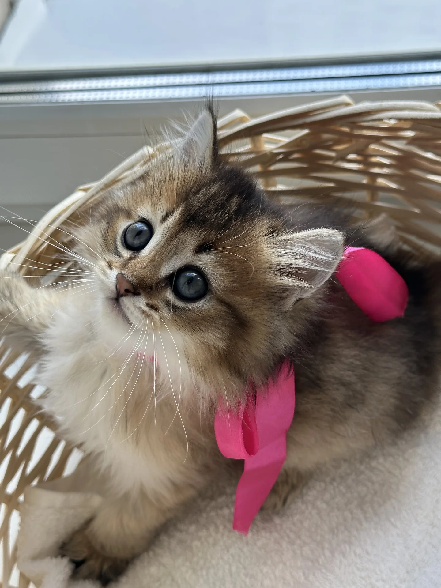 котенок британец - миниатюра 2
