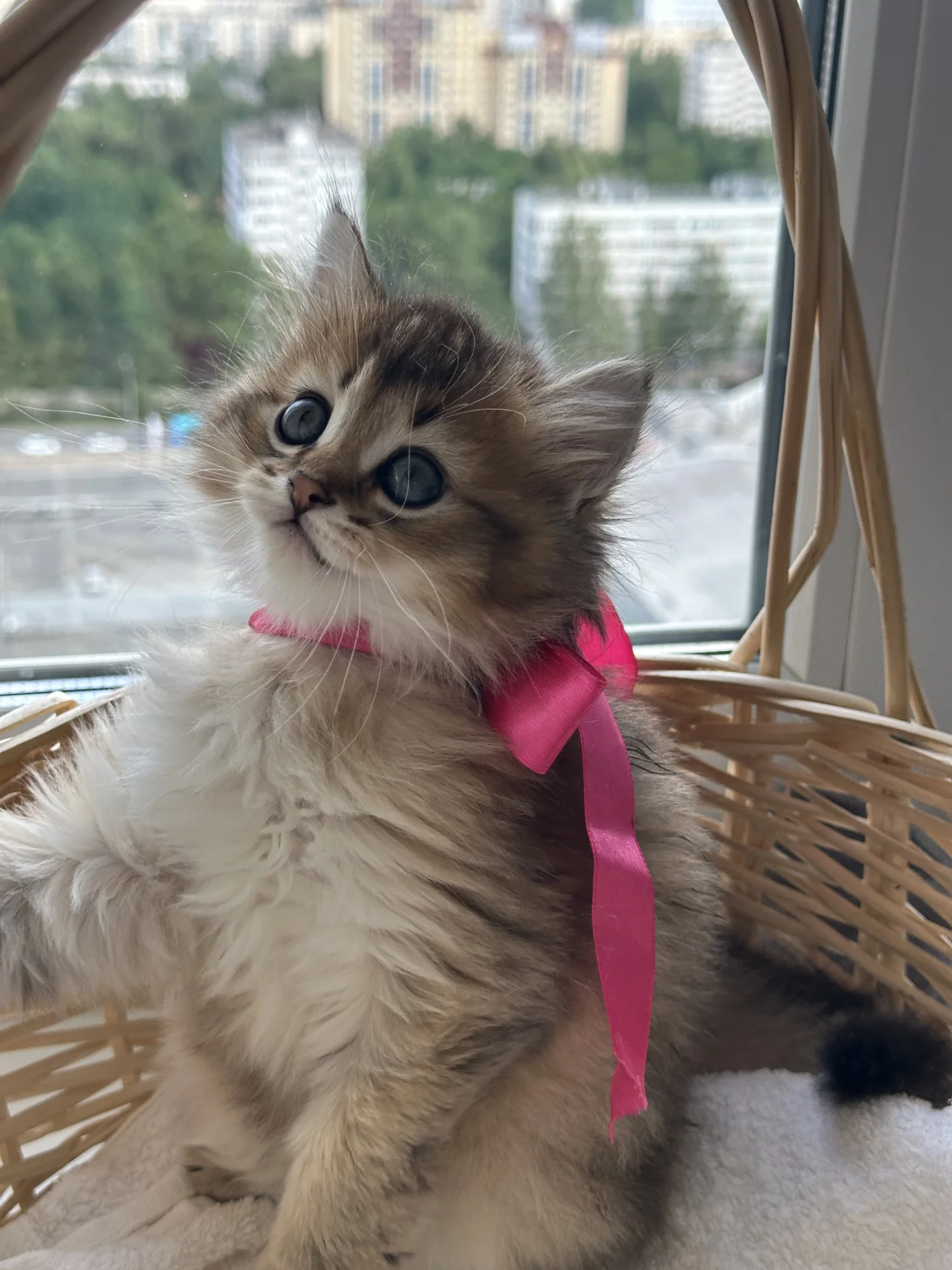 котенок британец - миниатюра 3