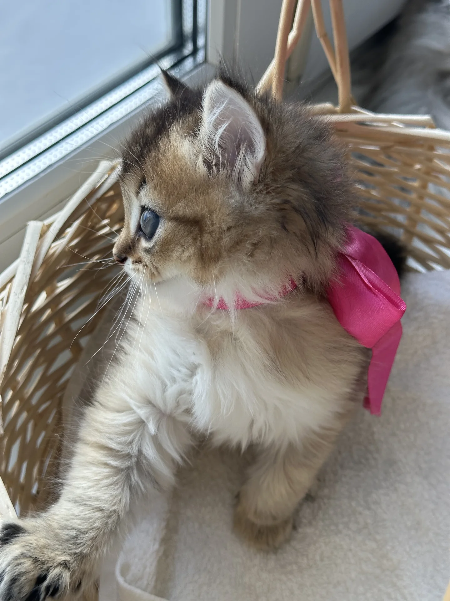 котенок британец - миниатюра 4