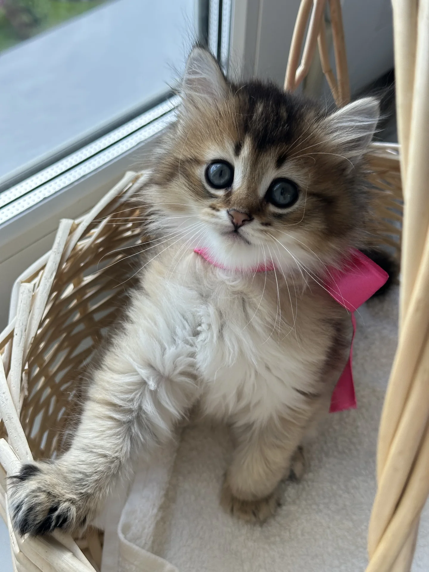 котенок британец - миниатюра 5
