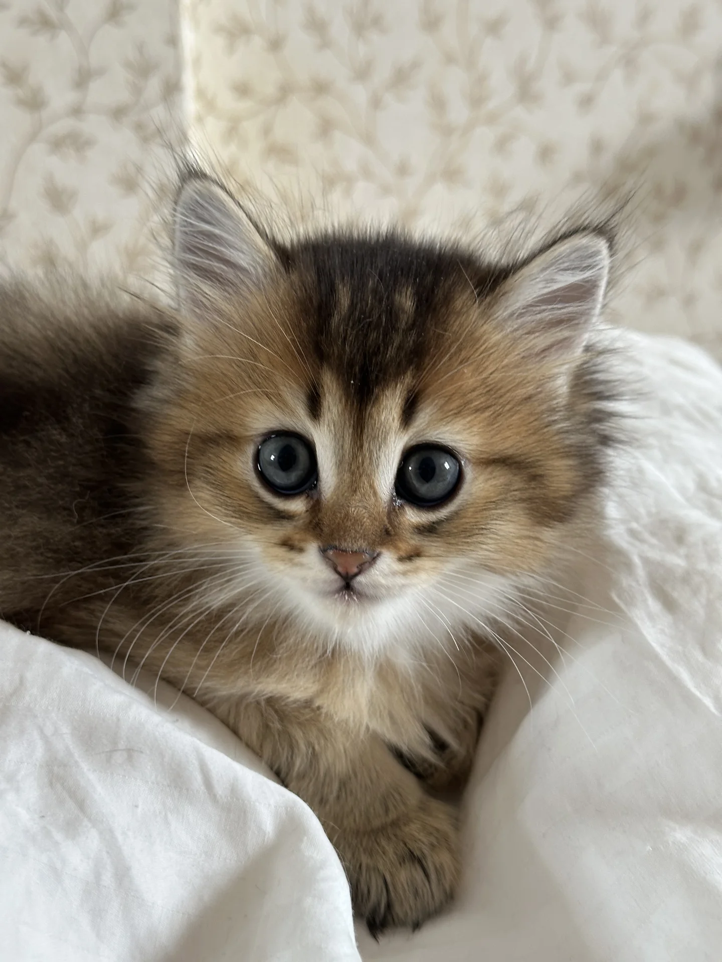 котенок британец - миниатюра 6