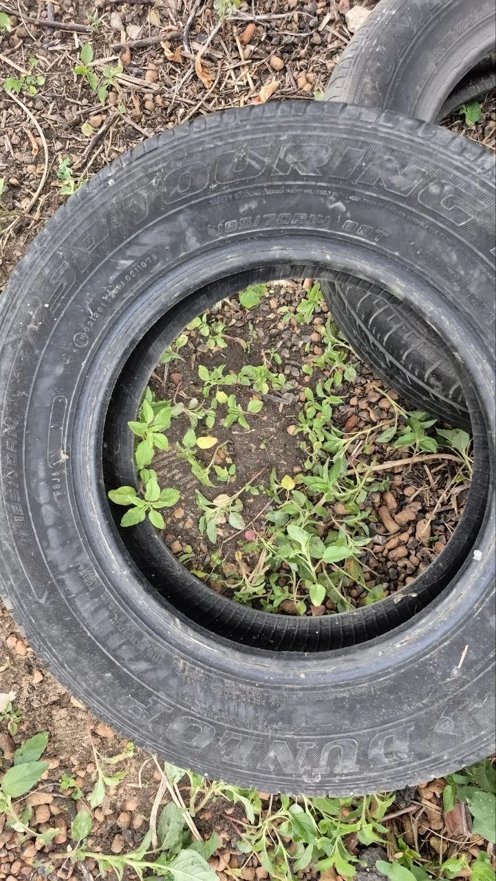 Dunlop SP Touring T1 185/70 R14 - миниатюра 2