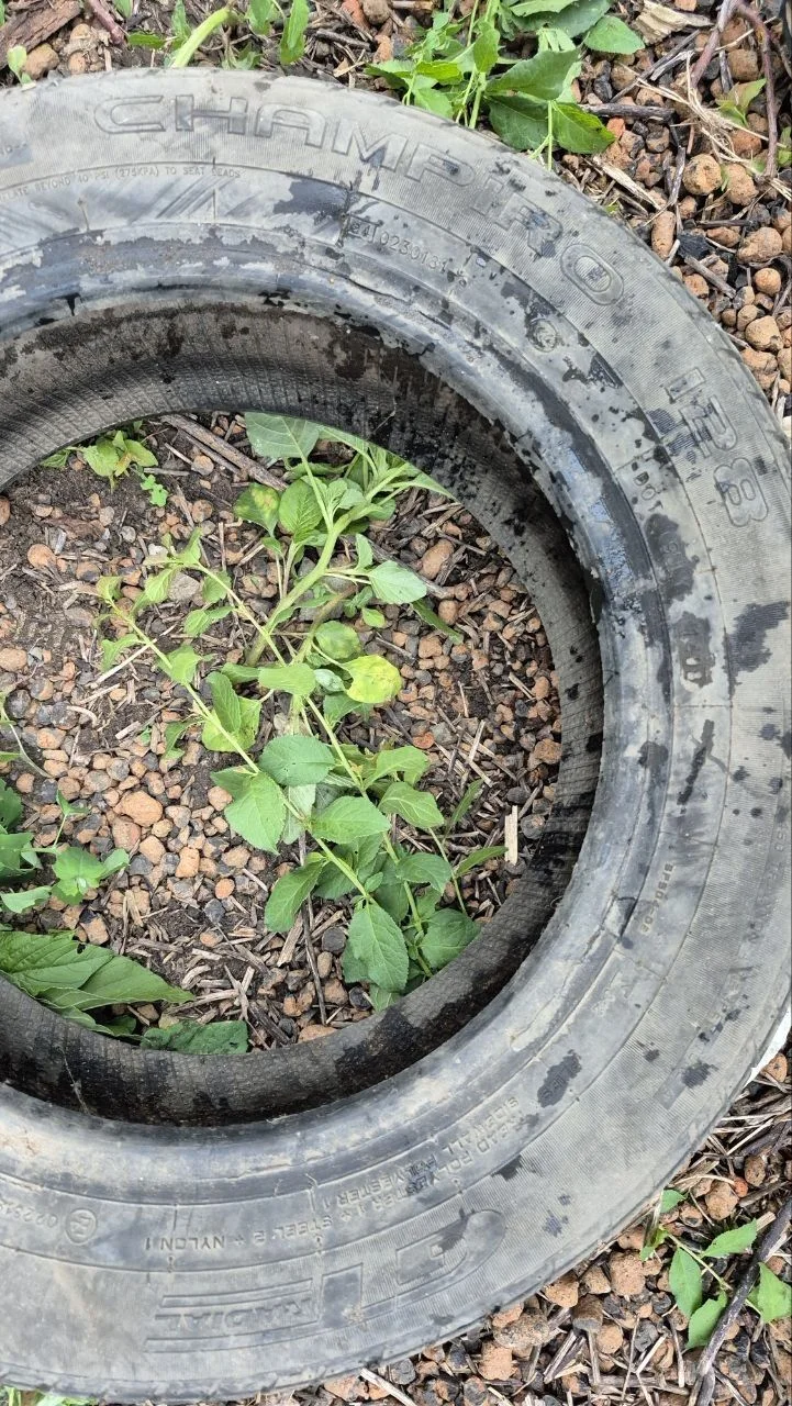GT Radial Champiro 128 175/60 R14 79H - изображение 1